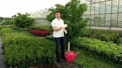 Как поливать деревья. Доброе утро. Фрагмент выпуска от 28.06.2016