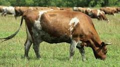 Дает корова молоко… Доброе утро. Фрагмент выпуска от 10.08.2016