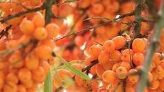 Облепиховая пора. Доброе утро. Фрагмент выпуска от 19.09.2016