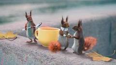 Белки атакуют Первый канал. Доброе утро. Анонс