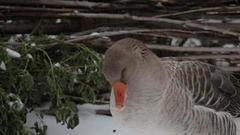 Здравствуйте, я ваша Гуся. Доброе утро. Фрагмент выпуска от 10.11.2016