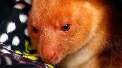 В мире. Спасли кенгуренка. Доброе утро. Фрагмент выпуска от 31.07.2015