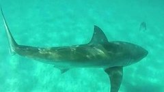 В мире. Атаки акул. Доброе утро. Фрагмент выпуска от 30.07.2015