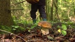 Идем по грибы. Доброе утро. Фрагмент выпуска от 27.07.2015