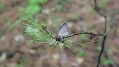 Леса под угрозой. Доброе утро. Фрагмент выпуска от 17.07.2015