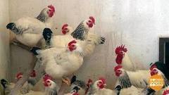 Петушья ферма. Доброе утро. Фрагмент выпуска от 22.12.2016