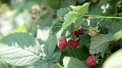 Целебная малина. Доброе утро. Фрагмент выпуска от 14.07.2015