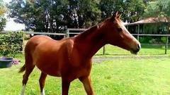 Собственная страничка в интернете появилась у жеребца Круза из Австралии