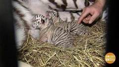 Родила тигрица в ночь… Доброе утро. Фрагмент выпуска от 13.01.2017