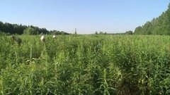 Пока цветет иван-чай… Доброе утро. Фрагмент выпуска от 30.06.2015