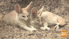 Любовь в мире животных. Доброе утро. Фрагмент выпуска от 14.02.2017
