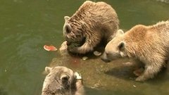 В мире. Мороженое для зверей. Доброе утро. Фрагмент выпуска от 11.06.2015