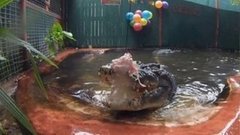 В мире. Старейший крокодил. Доброе утро. Фрагмент выпуска от 08.06.2015