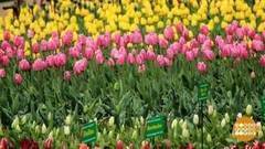 Тюльпаны цветут! Доброе утро. Фрагмент выпуска от 11.04.2017