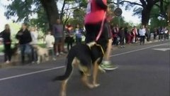 В мире. Забеги псов и хозяев. Доброе утро. Фрагмент выпуска от 25.05.2015