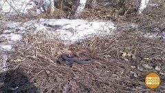 Гадюки проснулись. Доброе утро. Фрагмент выпуска от 24.04.2017