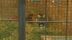 В мире. Реабилитация зверей-циркачей. Доброе утро. Фрагмент выпуска от 15.05.2015