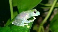 В мире. Стеклянные лягушки. Доброе утро. Фрагмент выпуска от 07.05.2015