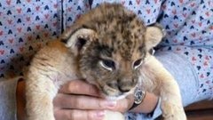 В мире. Два львенка. Доброе утро. Фрагмент выпуска от 29.04.2015