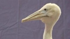 В мире. Птенец пеликана. Доброе утро. Фрагмент выпуска от 21.04.2015