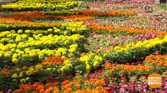 Фестиваль цветов в ГУМе. Доброе утро. Фрагмент выпуска от 29.06.2017