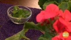 Герань «от нервов». Доброе утро. Фрагмент выпуска от 10.07.2017