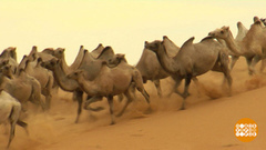 Астраханские верблюды. Доброе утро. Фрагмент выпуска от 14.07.2017