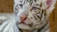 В мире. Белые тигрята. Доброе утро. Фрагмент выпуска от 06.04.2015