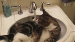 Новой звездой Сети стал кот — любитель водных процедур. Хиты интернета