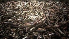 Ловись, мойва! Доброе утро. Фрагмент выпуска от 17.03.2015