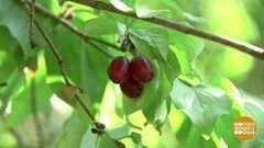 Кизил: не кисло! Доброе утро. Фрагмент выпуска от 28.08.2017