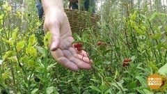 Брусничные дни. Доброе утро. Фрагмент выпуска от 05.09.2017