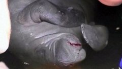 Спасли морских коров. Доброе утро. Фрагмент выпуска от 11.03.2015