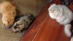 И еще о пользе кошек. Доброе утро. Фрагмент выпуска от 26.01.2015