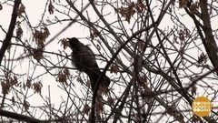 Ворона сказала — будет мороз! Доброе утро. Фрагмент выпуска от 29.11.2017