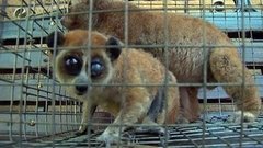 Пашут, как лемуры… Доброе утро. Фрагмент выпуска от 07.09.2015