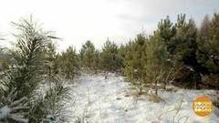 А мы уже рубим! Но — по закону. Доброе утро. Фрагмент выпуска от 08.12.2017