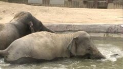 В мире. Звери в жару. Доброе утро. Фрагмент выпуска от 01.09.2015