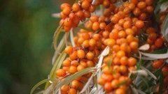 Облепиховый сезон. Доброе утро. Фрагмент выпуска от 31.08.2015