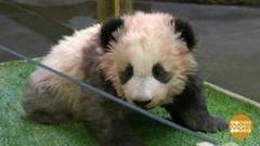 В мире. Имя для панденка. Доброе утро. Фрагмент выпуска от 20.12.2017