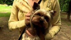 Собака — не игрушка. Доброе утро. Фрагмент выпуска от 27.08.2015