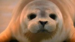 В мире. Тюлененок-сирота. Доброе утро. Фрагмент выпуска от 11.08.2015