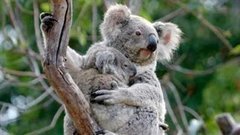 В мире. Коала с приплодом. Доброе утро. Фрагмент выпуска от 05.08.2015