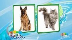 Кошки против собак. Жить здорово! Фрагмент выпуска от 08.02.2018