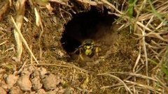 Средства от ос. Доброе утро. Фрагмент выпуска от 03.08.2015