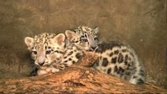 В мире. Снежные леопарды. Доброе утро. Фрагмент выпуска от 06.10.2015