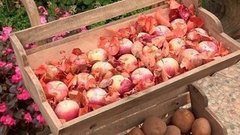 Как хранить яблоки до весны. Доброе утро. Фрагмент выпуска от 19.10.2015