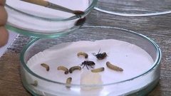 Бойцовые клопы. Доброе утро. Фрагмент выпуска от 20.10.2015