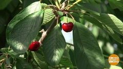 Черешня пошла! Доброе утро. Фрагмент выпуска от 06.06.2018