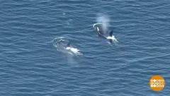 В мире. Появление касаток. Доброе утро. Фрагмент выпуска от 18.06.2018